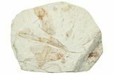 Three Miocene Fossil Leaves (Cinnamomum) - Augsburg, Germany #254114-1